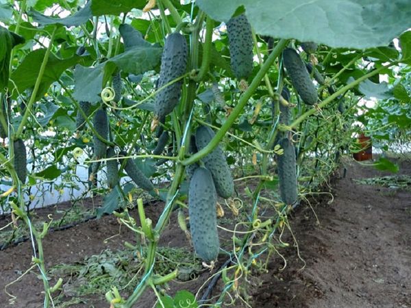  Cultivo de pepinos en invernadero.