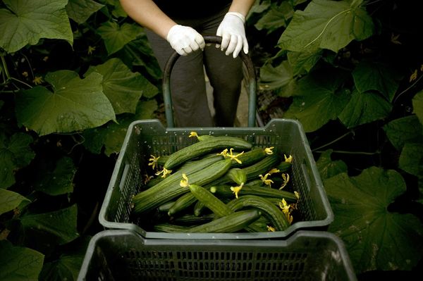  Sujeto a las condiciones del cultivo de pepinos en invernadero, se superará el rendimiento en campo abierto.