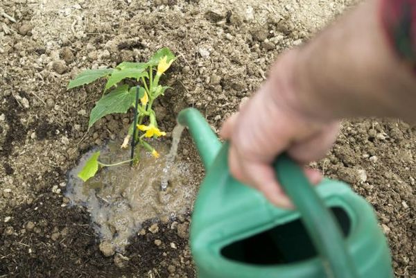  Los pepinos aman la humedad y necesitan ser regados cada 5 días