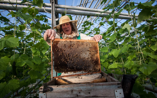  Si se cultivan variedades polinizadas, es necesario garantizar el acceso de las abejas al invernadero.