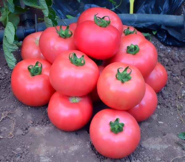  Tomate Grade Titan