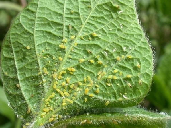  Cómo lidiar con los pulgones en pepinos