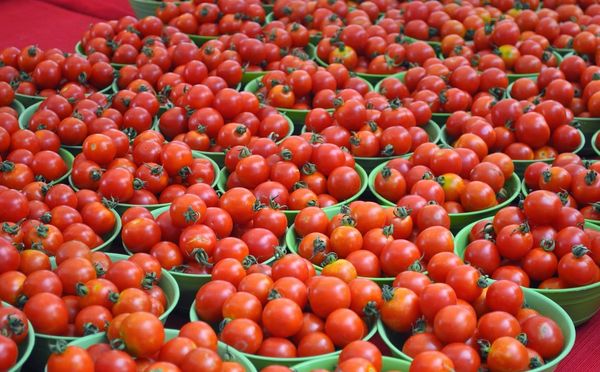  Der durchschnittliche Ertrag von Tomaten-Tolstoi beträgt etwa 5 kg pro 1 m².