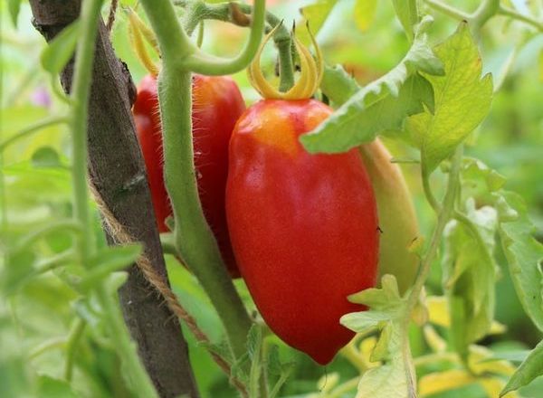  Tomate au poivre