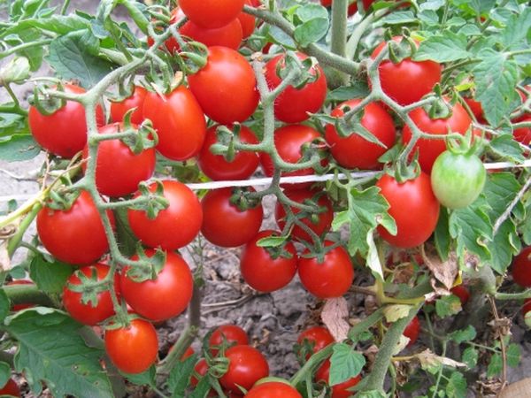  Pouce Variété De Tomate