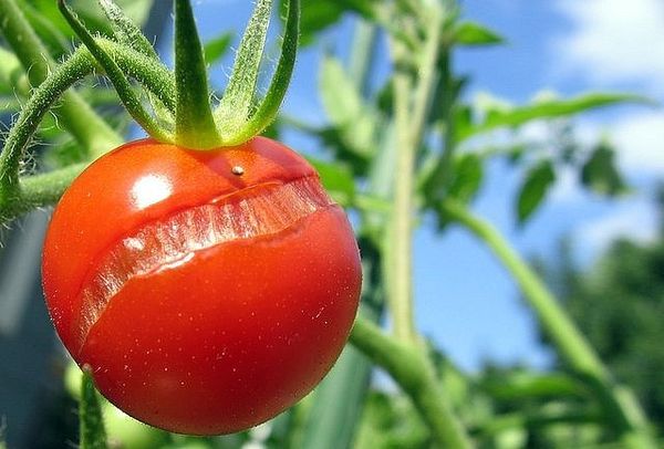  Avec un excès de liquide, le fruit craque