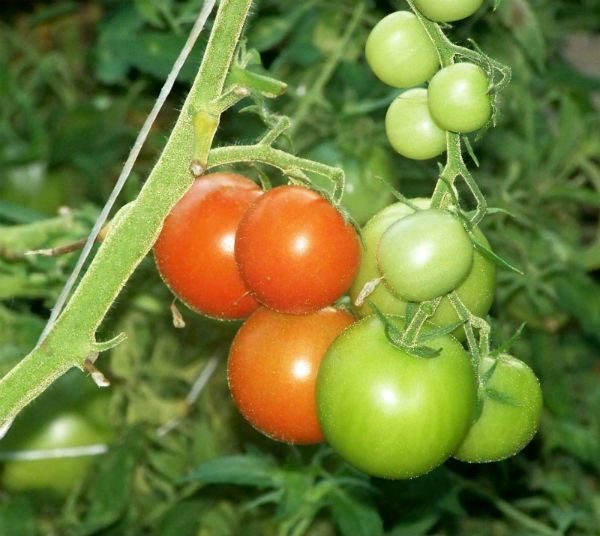  Tomatensorten Leopold unprätentiöse Pflege