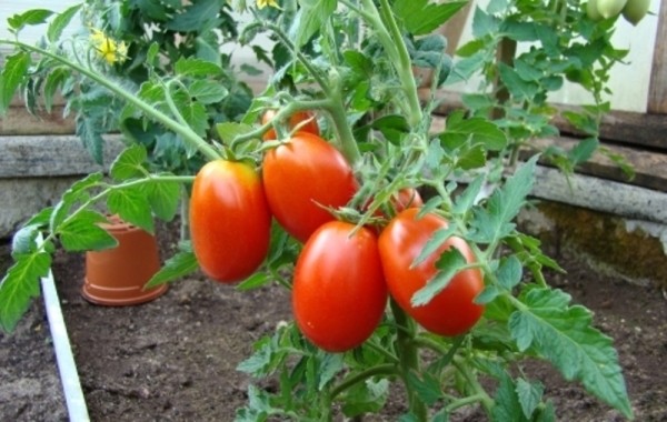  Tomate Caspar