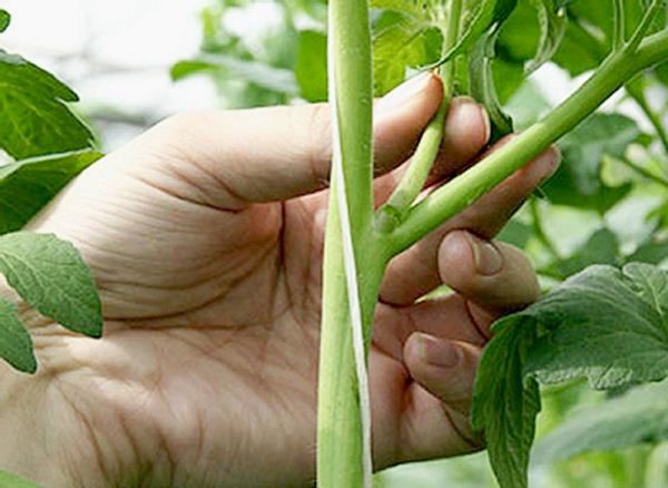  Les tomates Mazarini en forme de 1 tige, les pousses latérales et les feuilles inférieures doivent être enlevées