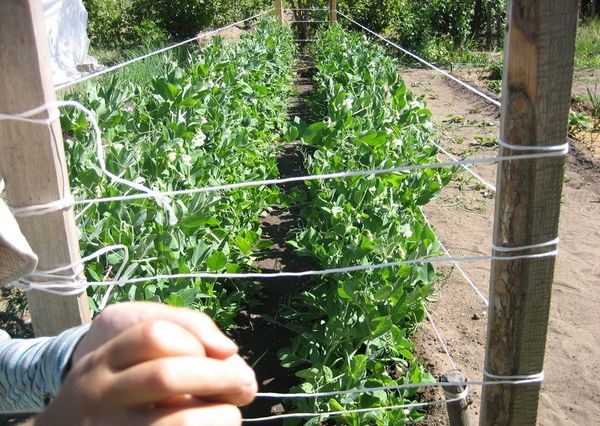  Façons de faire pousser des tomates