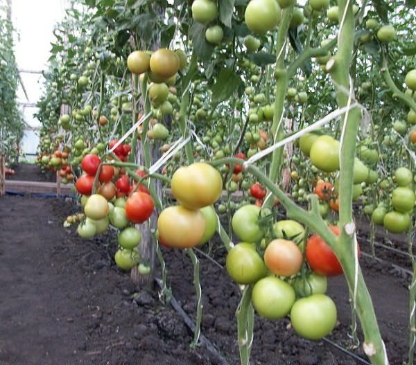  But de la tomate jarretière