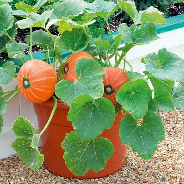  Plantando semillas de calabaza en una olla