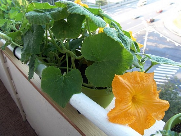  Cómo cultivar calabaza en casa en el balcón.