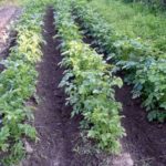  Sur les sols argileux, la plantation dans les crêtes est utilisée.