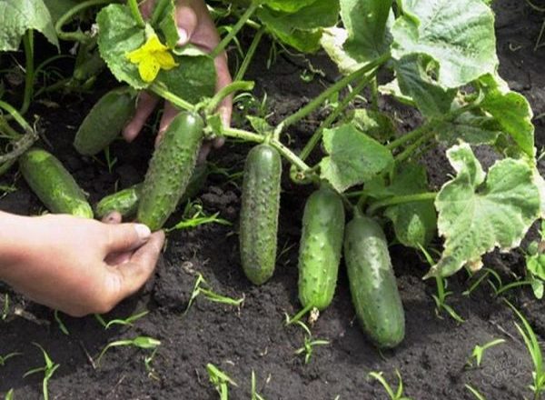  Cuidado del pepino