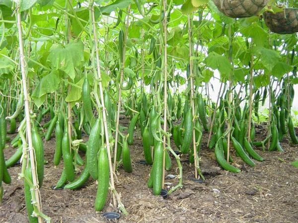  Regar pepinos en campo abierto es diferente a regar en un invernadero