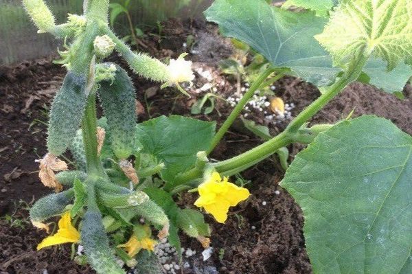  Aderezo superior de pepinos bajo la raíz durante la floración.