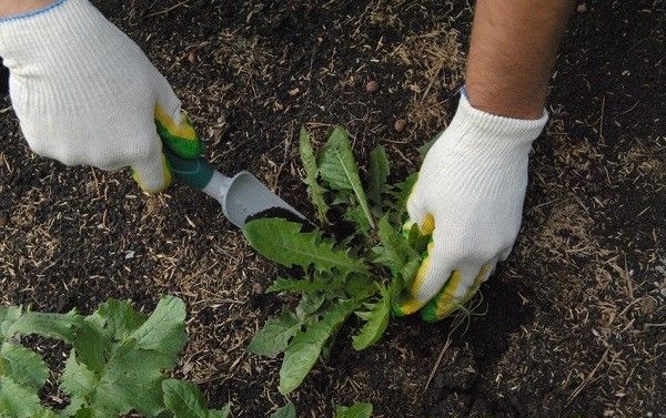  Le désherbage des mauvaises herbes doit être effectué au moins 2 fois par saison.