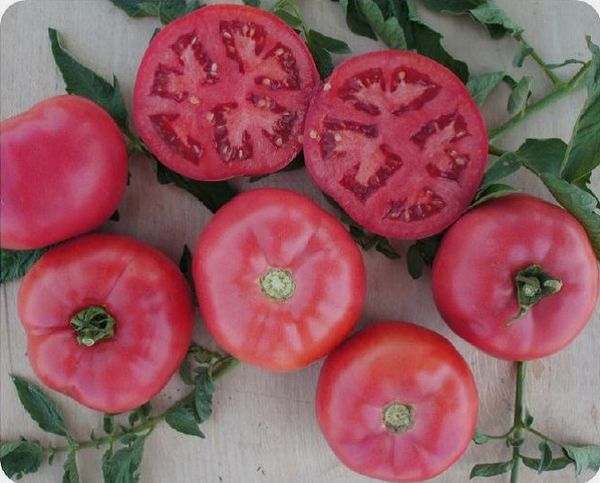  Description et caractéristiques du miracle rose tomate