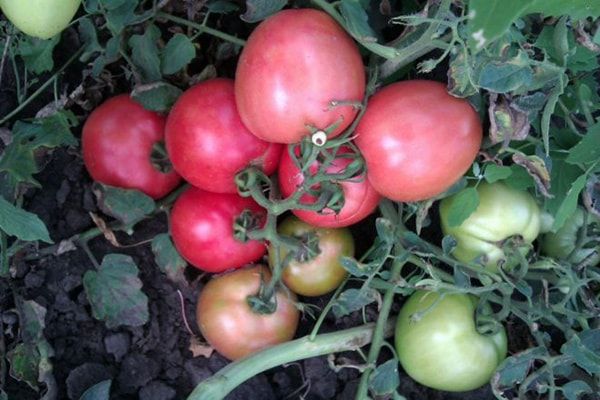  Tomate apparemment invisible