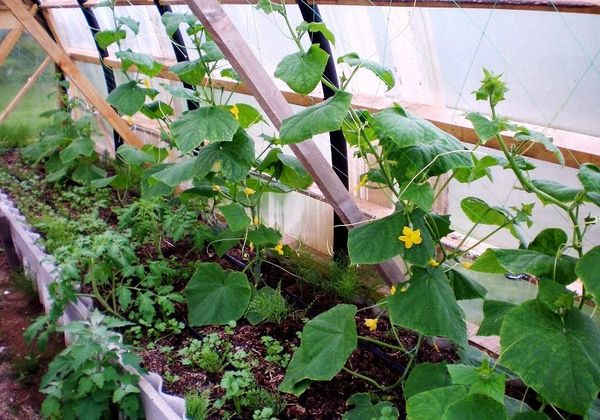  ¿Qué se puede plantar con pepinos en el invernadero?