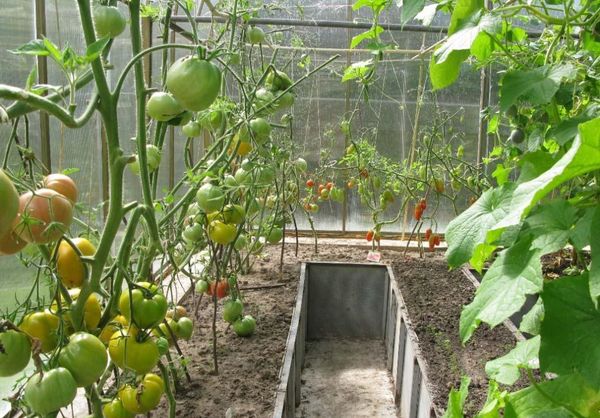  Plantar pepinos con tomates ahorra espacio en el invernadero y agua para riego