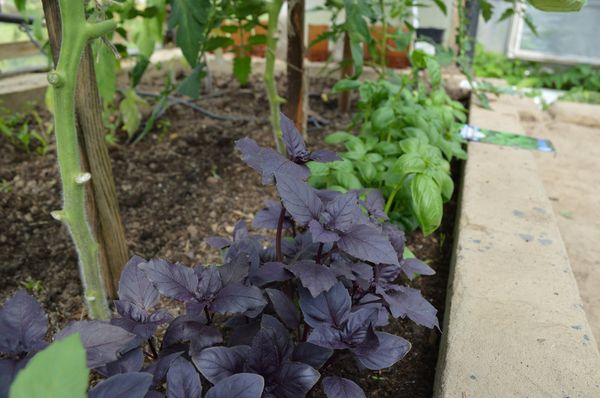  No se recomienda plantar pepinos cerca de hierbas aromáticas.