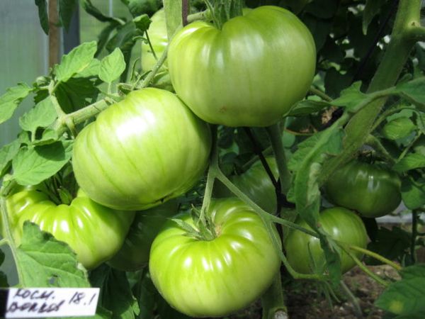  La grande taille du fruit et le rendement élevé sont les avantages de la variété Astronaut Volkov