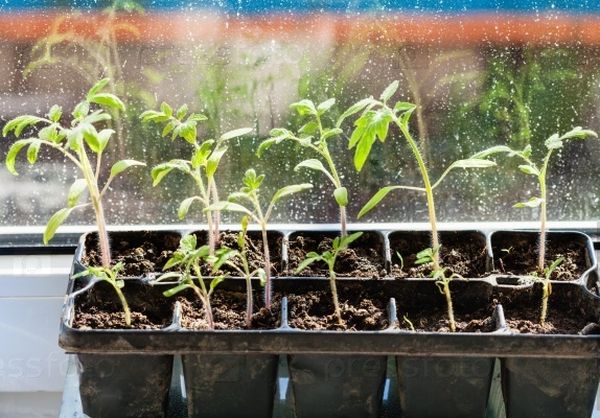  La croissance des plants doit être faite dans un endroit chaud et bien éclairé.