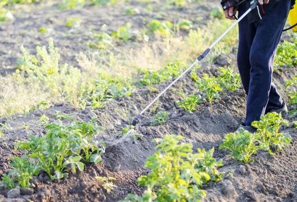  Pulvériser efficacement sur de grandes surfaces de plantations de pommes de terre