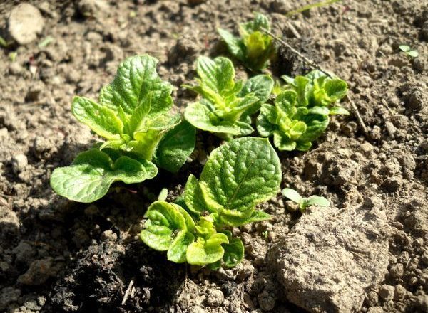  Pommes de terre pousses après la plantation