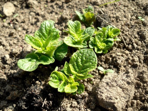  Pommes de terre pousses après la plantation