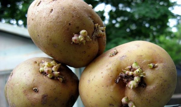  Si vous choisissez de planter de grandes graines, les fruits seront gros