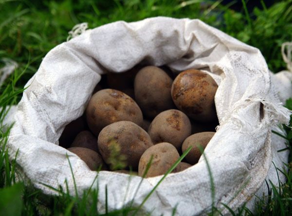  En aucun cas, vous ne devez stocker les graines dans des sacs synthétiques blancs.