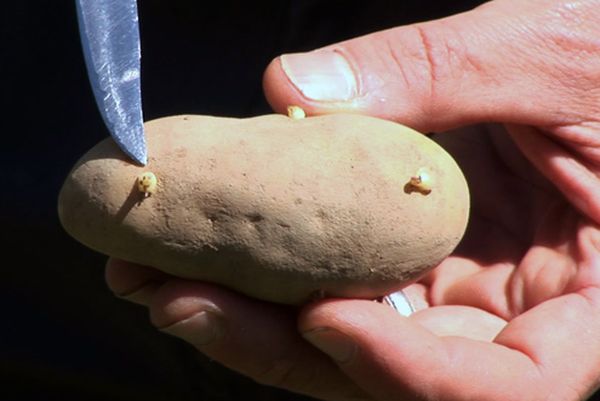  Les tubercules à planter doivent avoir des yeux