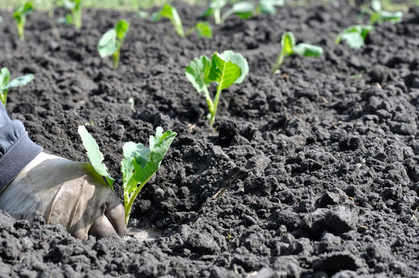  Plantación en campo abierto y cuidados posteriores.