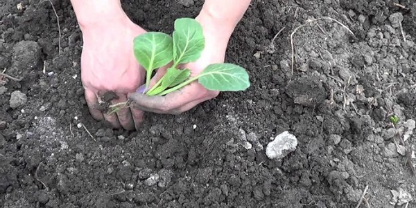  Cómo y cuándo plantar plántulas en campo abierto.