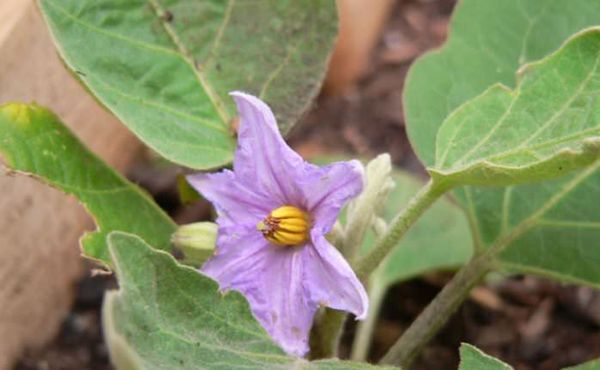  En la fase de floración es necesario eliminar las flores innecesarias.