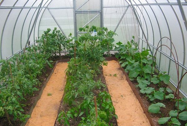  Para el cultivo de berenjena adecuada invernadero altura 1.8-2.5 m