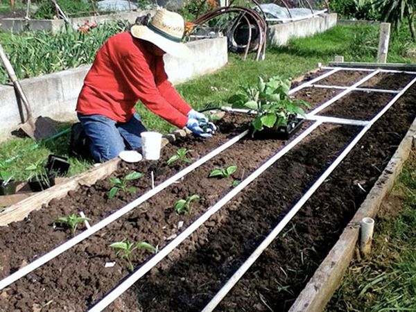  Los jardineros utilizan dos esquemas de siembra: paralelo y ajedrez.