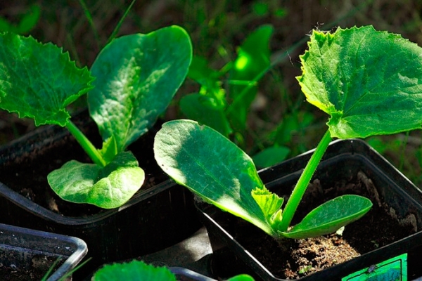  En el método rassadny de cultivar calabacines, las semillas para las plántulas se siembran en marzo o febrero.