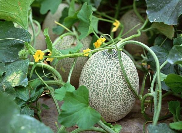  Plantación y cultivo de melones en campo abierto.