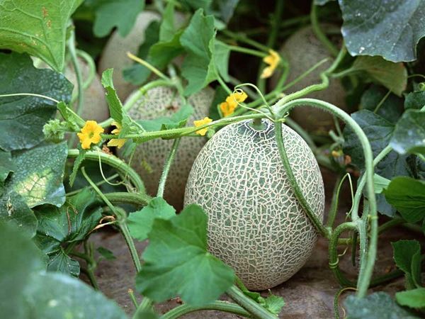  Plantación y cultivo de melones en campo abierto.