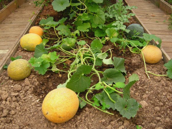  El melón no tolera el sombreado cuando crece.