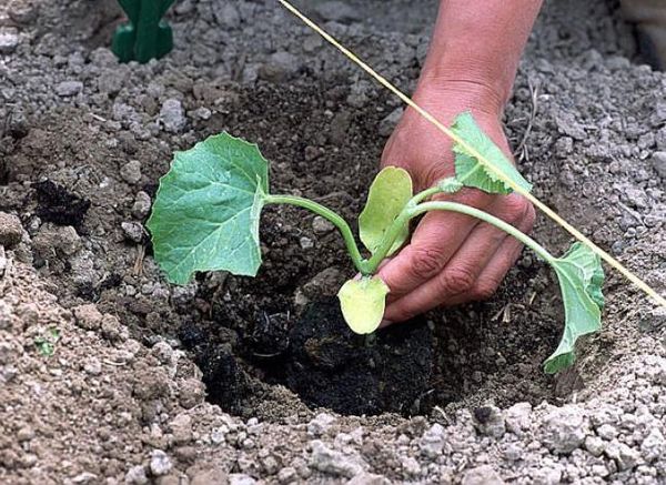  Plantación de plántulas de melón en el suelo.