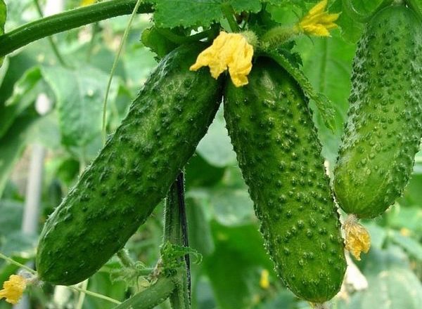  Cultivo de pepinos en campo abierto.