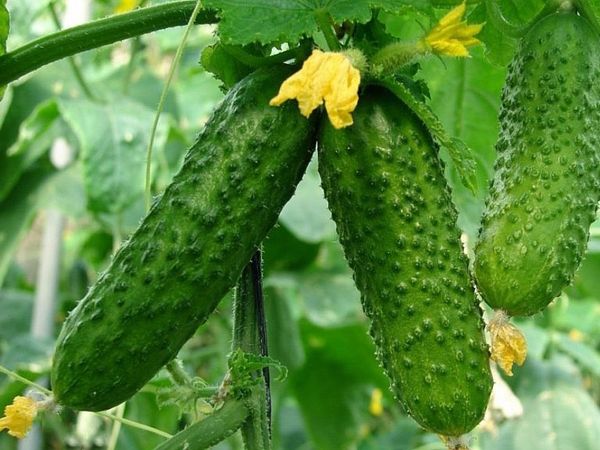  Cultivo de pepinos en campo abierto.