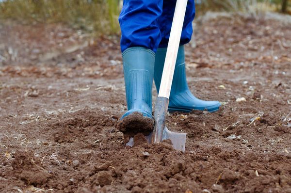  Cavar camas desde el otoño - un procedimiento obligatorio