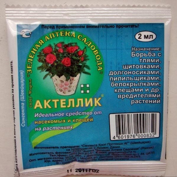  Para proteger los pepinos de las plagas, el suelo es plantado por Aktellik antes de plantar.