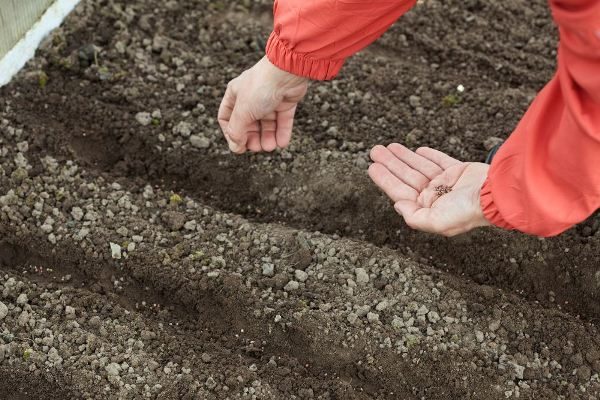  La remolacha Pablo se siembra a fines de primavera - principios de verano, tentativamente en el primer tercio de junio